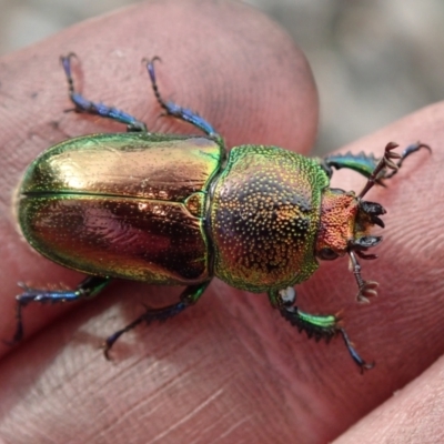 Lamprima aurata (Golden stag beetle) at Bonang, VIC - 2 Jan 2023 by Laserchemisty