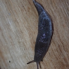 Cystopelta sp. (genus) (Unidentified Cystopelta Slug) at Bonang, VIC - 4 Jan 2023 by Laserchemisty