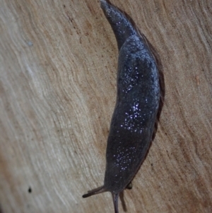 Cystopelta sp. (genus) (Unidentified Cystopelta Slug) at suppressed by Laserchemisty