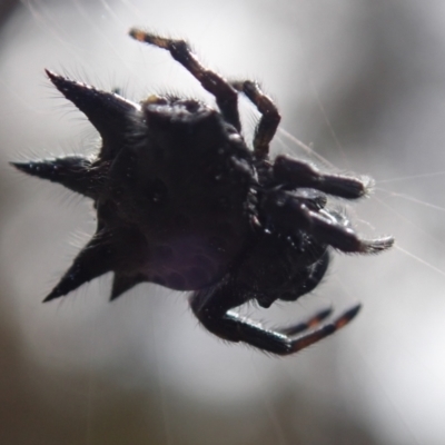Unidentified Orb-weaving spider (several families) at Bonang, VIC - 2 Jan 2023 by Laserchemisty