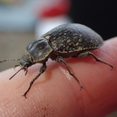 Tenebrionidae (family) by Laserchemisty