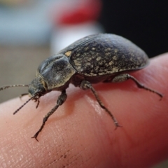 Unidentified Beetle (Coleoptera) at Bonang, VIC - 2 Jan 2023 by Laserchemisty