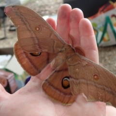 Unidentified Emperor moth (Saturniidae) at Bonang, VIC - 1 Jan 2023 by Laserchemisty