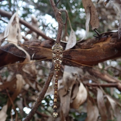 Adversaeschna brevistyla (Blue-spotted Hawker) at Bonang, VIC - 31 Dec 2022 by Laserchemisty