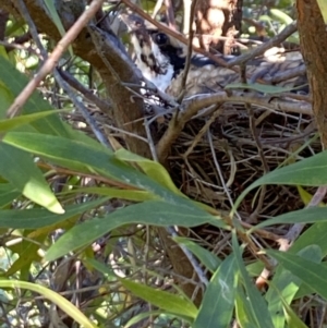 Eudynamys orientalis at Aranda, ACT - 6 Jan 2023