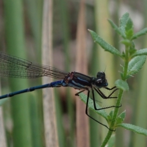 Austrolestes sp. (genus) at Bonang, VIC - suppressed