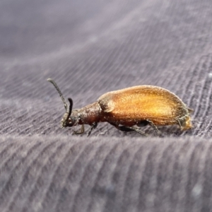 Ecnolagria grandis at Aranda, ACT - 6 Jan 2023