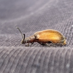 Ecnolagria grandis (Honeybrown beetle) at Aranda, ACT - 6 Jan 2023 by Jubeyjubes