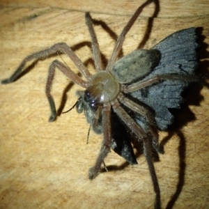 Unidentified Huntsman spider (Sparassidae) (TBC) at suppressed by Laserchemisty