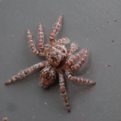 Servaea incana at Bonang, VIC - suppressed