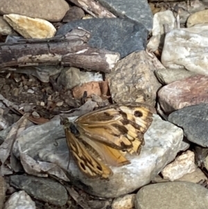 Heteronympha merope at Aranda, ACT - 6 Jan 2023 05:05 PM