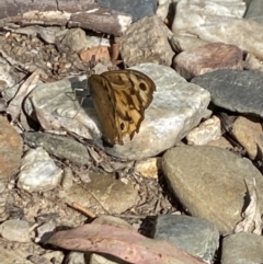 Heteronympha merope at Aranda, ACT - 6 Jan 2023 05:05 PM