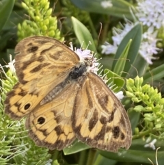 Heteronympha merope (Common Brown Butterfly) at Aranda, ACT - 6 Jan 2023 by Jubeyjubes