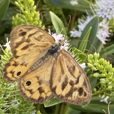 Heteronympha merope (Common Brown Butterfly) at Aranda, ACT - 6 Jan 2023 by Jubeyjubes