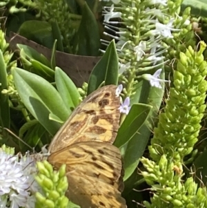 Heteronympha merope at Aranda, ACT - 6 Jan 2023 05:09 PM