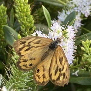 Heteronympha merope at Aranda, ACT - 6 Jan 2023 05:09 PM