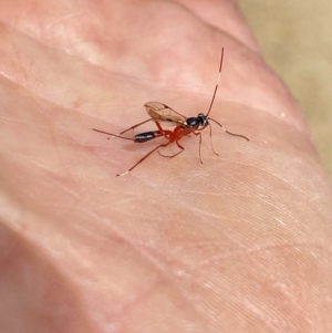 Gotra sp. (genus) at Aranda, ACT - 7 Jan 2023