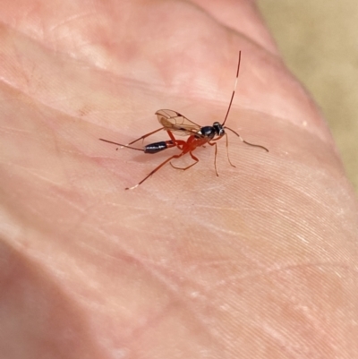 Gotra sp. (genus) (Unidentified Gotra ichneumon wasp) at Aranda, ACT - 6 Jan 2023 by Jubeyjubes