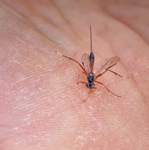 Gotra sp. (genus) at Aranda, ACT - 7 Jan 2023