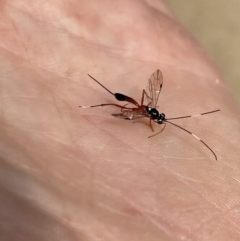 Gotra sp. (genus) at Aranda, ACT - 7 Jan 2023 10:33 AM