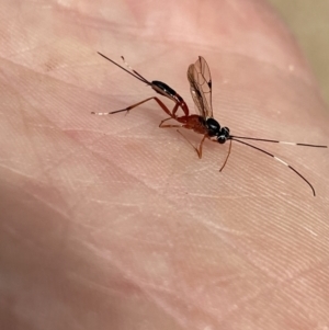 Gotra sp. (genus) at Aranda, ACT - 7 Jan 2023