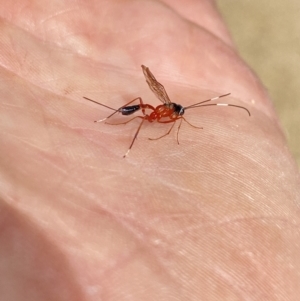 Gotra sp. (genus) at Aranda, ACT - 7 Jan 2023