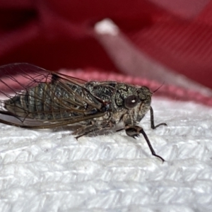 Atrapsalta furcilla at Aranda, ACT - 7 Jan 2023