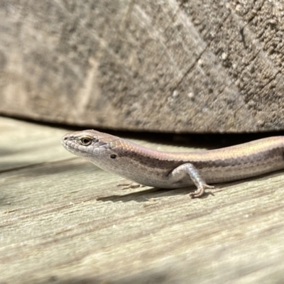 Lampropholis guichenoti (Common Garden Skink) at Aranda, ACT - 7 Jan 2023 by Jubeyjubes