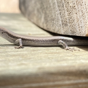 Lampropholis guichenoti at Aranda, ACT - 7 Jan 2023 11:01 AM