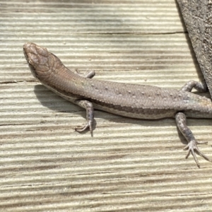 Lampropholis guichenoti at Aranda, ACT - 7 Jan 2023