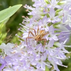 Oxyopes sp. (genus) (Lynx spider) at Aranda, ACT - 7 Jan 2023 by Jubeyjubes