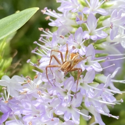 Oxyopes sp. (genus) (Lynx spider) at Aranda, ACT - 6 Jan 2023 by Jubeyjubes