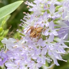 Oxyopes sp. (genus) at Aranda, ACT - 7 Jan 2023