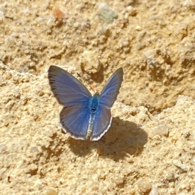 Zizina otis (Common Grass-Blue) at Aranda, ACT - 7 Jan 2023 by Jubeyjubes