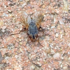Calliphora sp. (genus) (Unidentified blowfly) at Aranda, ACT - 7 Jan 2023 by Jubeyjubes