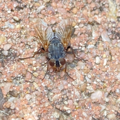 Calliphora sp. (genus) (Unidentified blowfly) at Aranda, ACT - 7 Jan 2023 by Jubeyjubes
