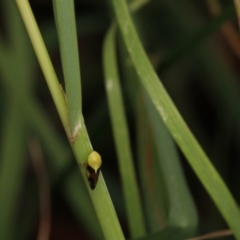 Chaetophyes compacta (Tube spittlebug) at Murrumbateman, NSW - 7 Jan 2023 by amiessmacro