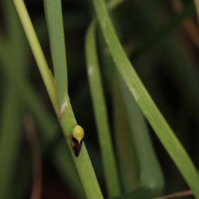 Chaetophyes compacta (Tube spittlebug) at Murrumbateman, NSW - 6 Jan 2023 by amiessmacro