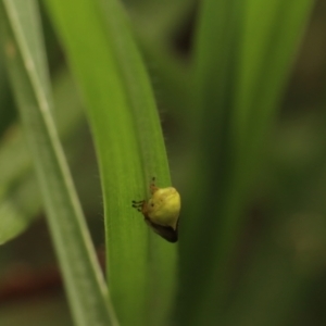 Chaetophyes compacta at Murrumbateman, NSW - 7 Jan 2023