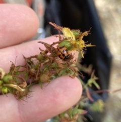 Coccinella transversalis (Transverse Ladybird) at Bruce Ridge to Gossan Hill - 7 Jan 2023 by MattM