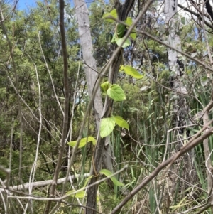 Lonicera japonica at Bruce, ACT - 7 Jan 2023