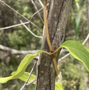 Lonicera japonica at Bruce, ACT - 7 Jan 2023 12:54 PM