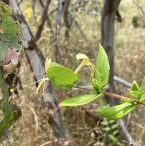 Lonicera japonica at Bruce, ACT - 7 Jan 2023 12:54 PM