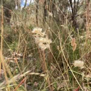 Rytidosperma sp. at Bruce, ACT - 7 Jan 2023