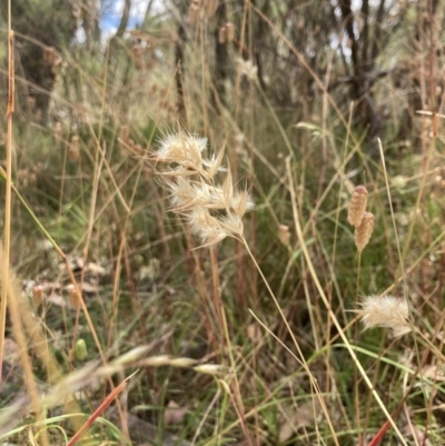 Rytidosperma sp. (Wallaby Grass) at Bruce, ACT - 7 Jan 2023 by MattM