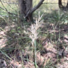 Rytidosperma caespitosum (Ringed Wallaby Grass) at Bruce, ACT - 7 Jan 2023 by MattM