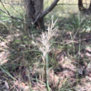 Rytidosperma caespitosum at Bruce Ridge to Gossan Hill - 7 Jan 2023 01:13 PM