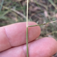 Rytidosperma caespitosum at Bruce Ridge to Gossan Hill - 7 Jan 2023 01:13 PM