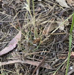 Rytidosperma caespitosum at Bruce Ridge to Gossan Hill - 7 Jan 2023 01:13 PM