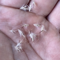 Rytidosperma caespitosum at Bruce Ridge to Gossan Hill - 7 Jan 2023 01:13 PM